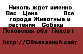 Николь ждет именно Вас › Цена ­ 25 000 - Все города Животные и растения » Собаки   . Псковская обл.,Псков г.